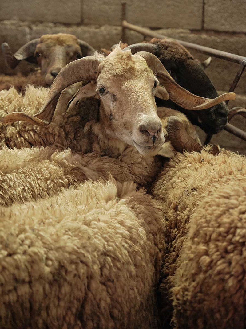 From Wool to Burel: Discover the Production Process