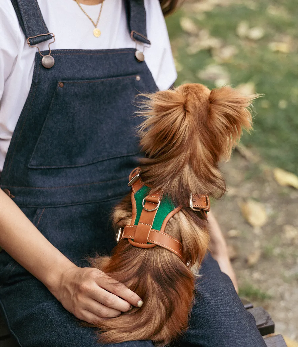 Arnês Pet