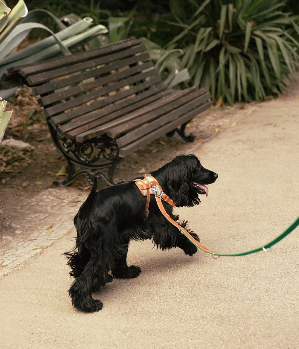 Arnês Pet