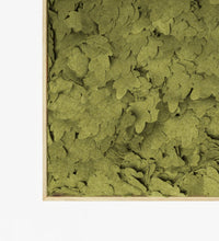 Bosque Panel
