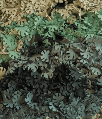 monstera-burel-panel
